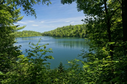 Image green trees beside lake during daytime