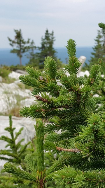 Image green pine tree on white rock