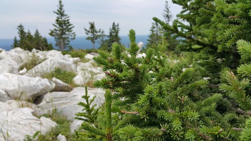 Image green pine tree on white rock