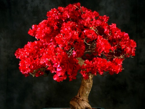 Image red flowers on brown tree branch