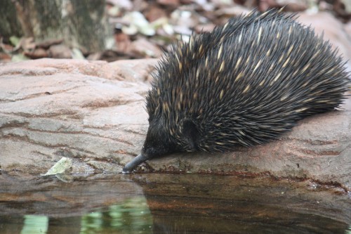 Image black hedgehog on brown rock