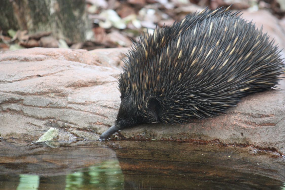 black hedgehog on brown rock