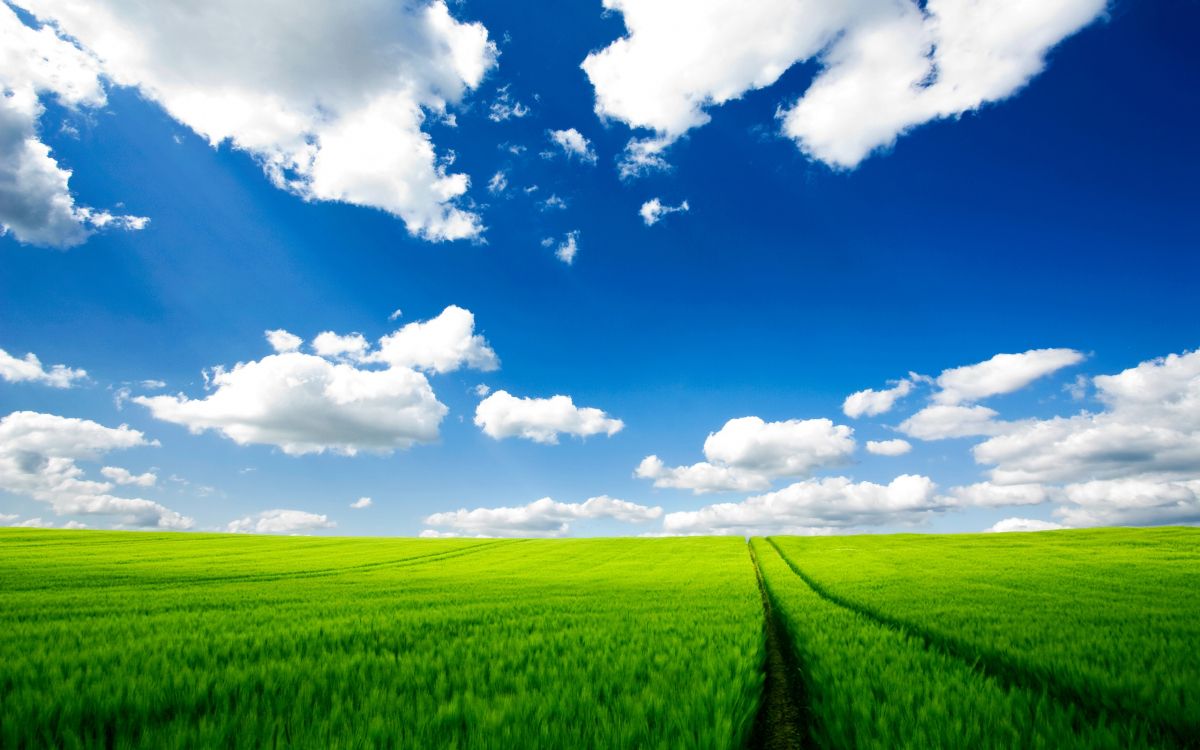 Grüne Wiese Unter Blauem Himmel Und Weißen Wolken Tagsüber. Wallpaper in 2560x1600 Resolution
