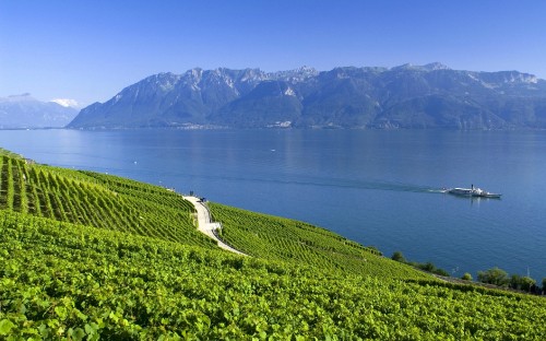 Image green grass field near body of water during daytime