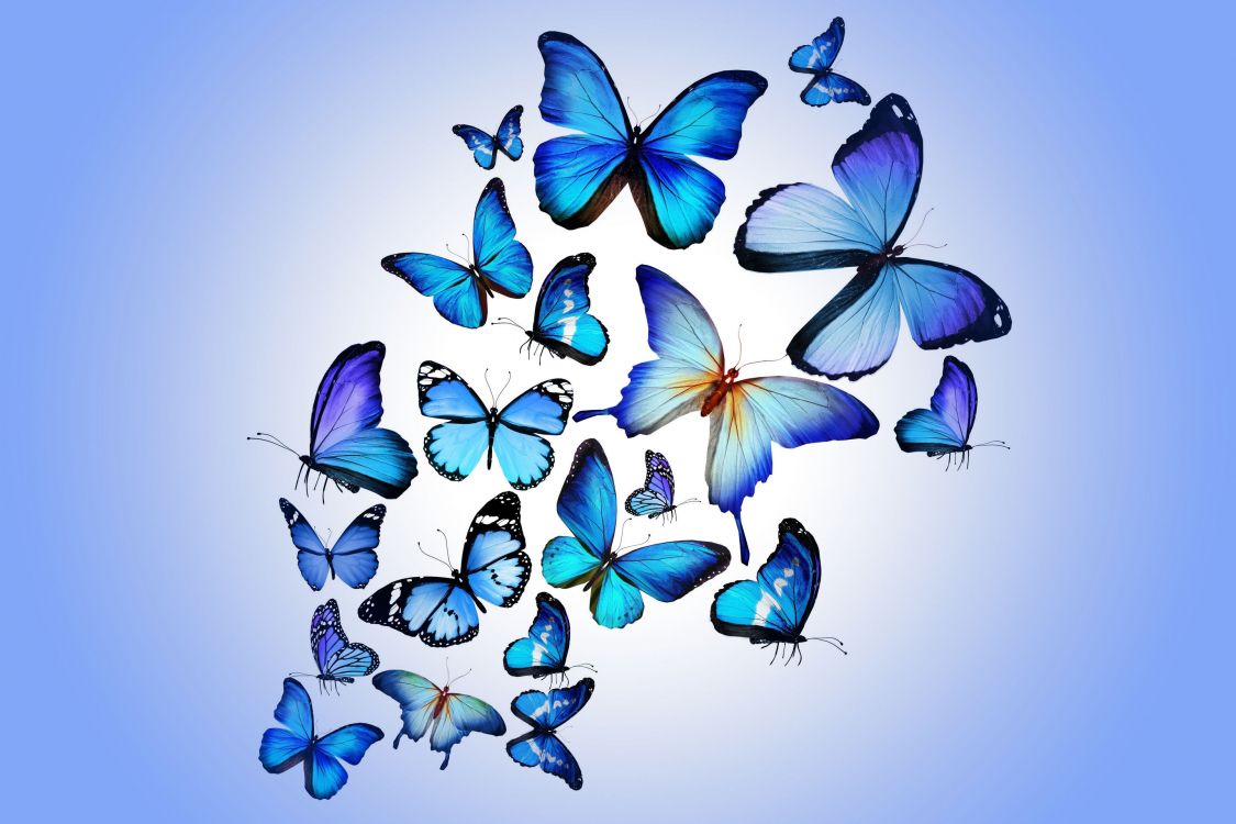 Mariposas Azules en la Pared Blanca. Wallpaper in 2880x1920 Resolution