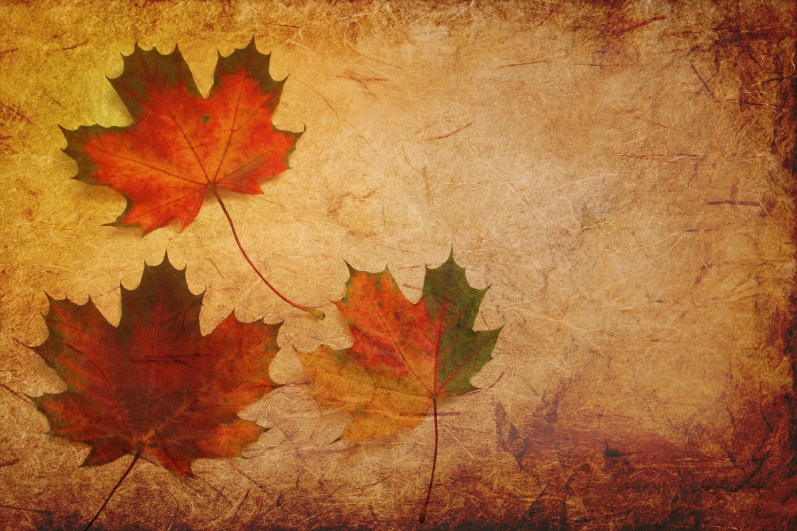 la Feuille D'érable, Feuille, Érable Noir, Red, Orange. Wallpaper in 3800x2533 Resolution