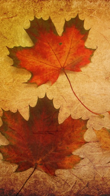 Image maple leaf, autumn, leaf, Black maple, tree