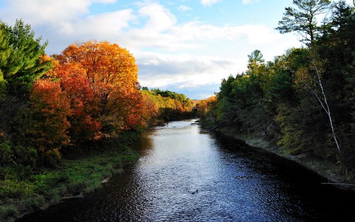 Image river between trees under cloudy sky during daytime