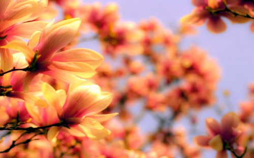 Image yellow flower in tilt shift lens