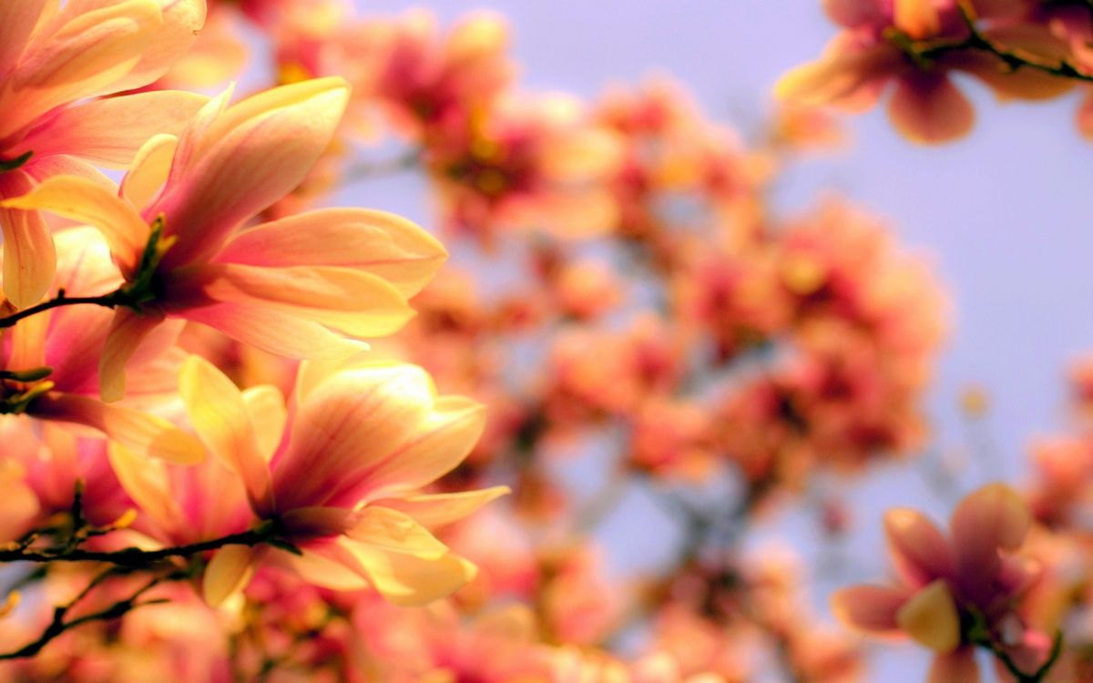 Yellow Flower in Tilt Shift Lens. Wallpaper in 1920x1200 Resolution