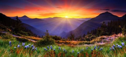 Image purple flower field near mountain during daytime