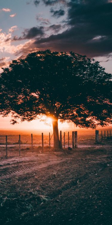 Tarde de Otoño, Noche, Ambiente, Ecorregión, Paisaje Natural. Wallpaper in 1600x3200 Resolution