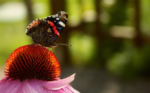 Image painted lady butterfly perched on pink flower in close up photography during daytime