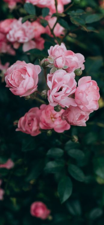 Wallpaper Garden Roses, Flower, Plant, Petal, Botany, Background ...