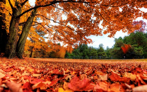 Image brown dried leaves on ground during daytime