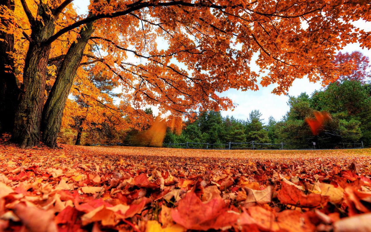 brown dried leaves on ground during daytime