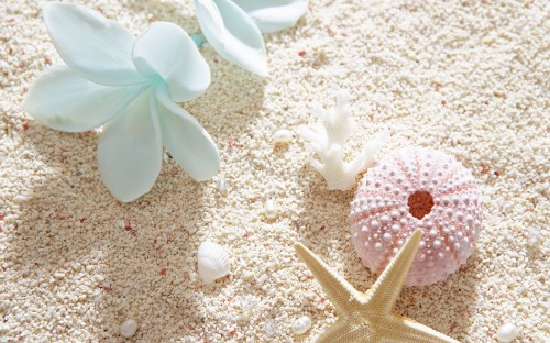 Image white and pink starfish on white sand