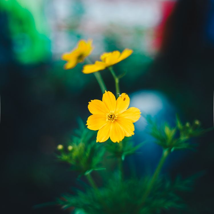 Yellow Flower in Tilt Shift Lens. Wallpaper in 2749x2749 Resolution