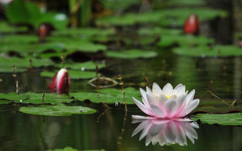 Image pink lotus flower on water