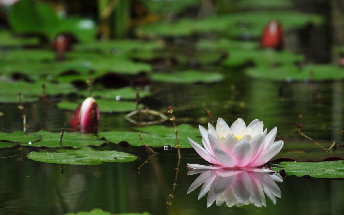 pink lotus flower on water