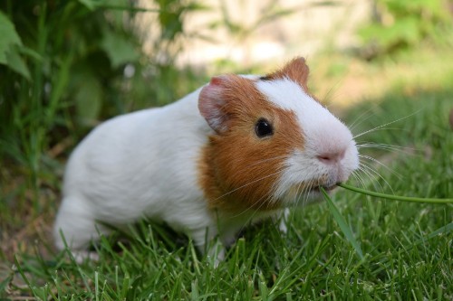 Image white and brown guinea pig on green grass during daytime