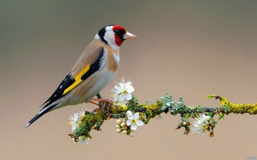 Image yellow black and white bird perched on green plant