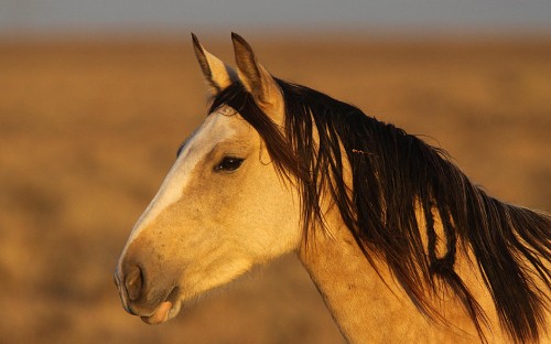 Image white and brown horse during daytime