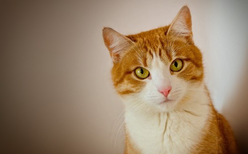 Image orange and white tabby cat