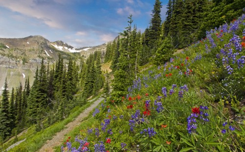 Image green pine trees and flowers near mountain under blue sky during daytime