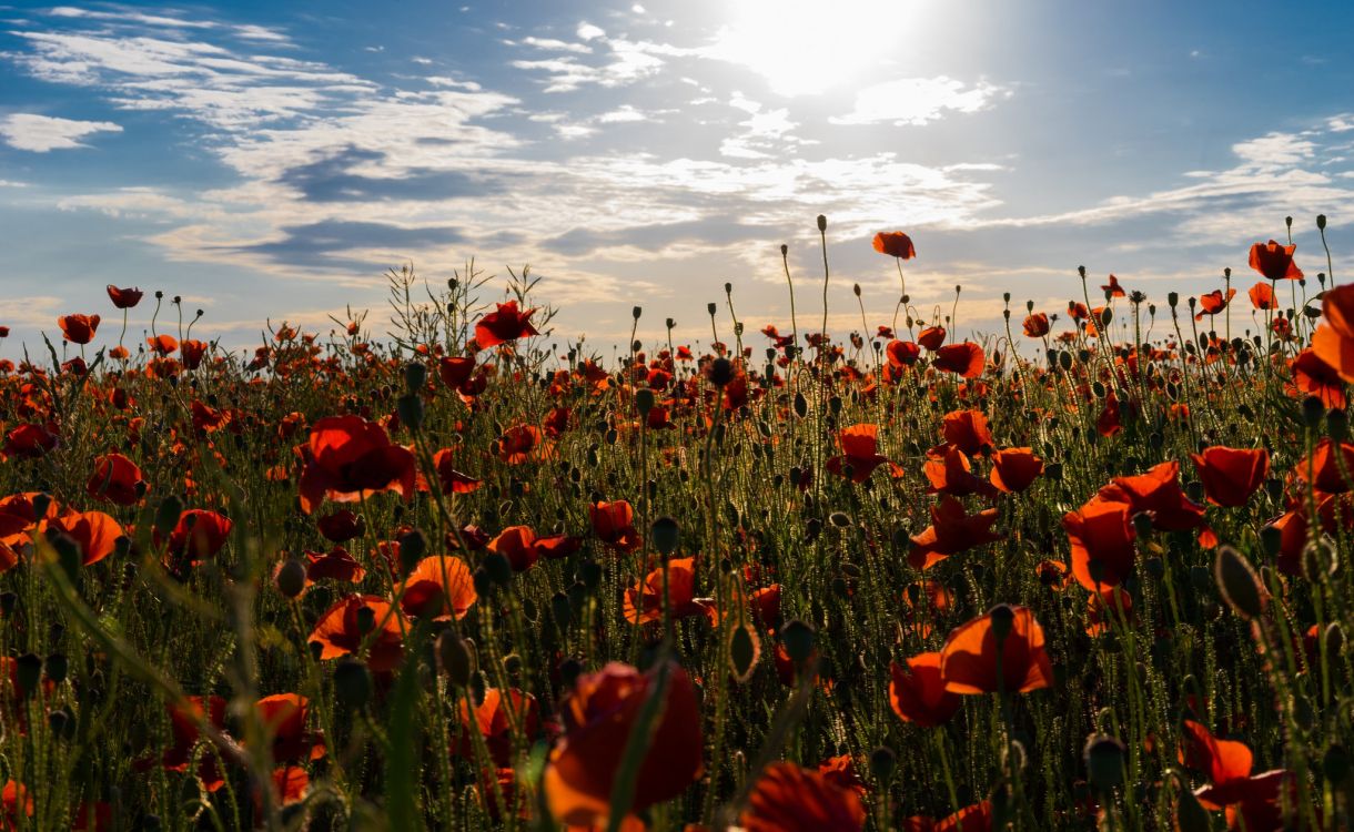 Tagsüber Rote Blumen Unter Blauem Himmel. Wallpaper in 2048x1258 Resolution