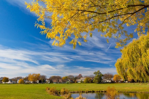 Image yellow leaf tree near body of water under blue sky during daytime