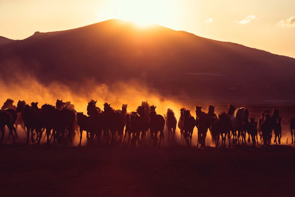 silhouette of people standing on field during sunset