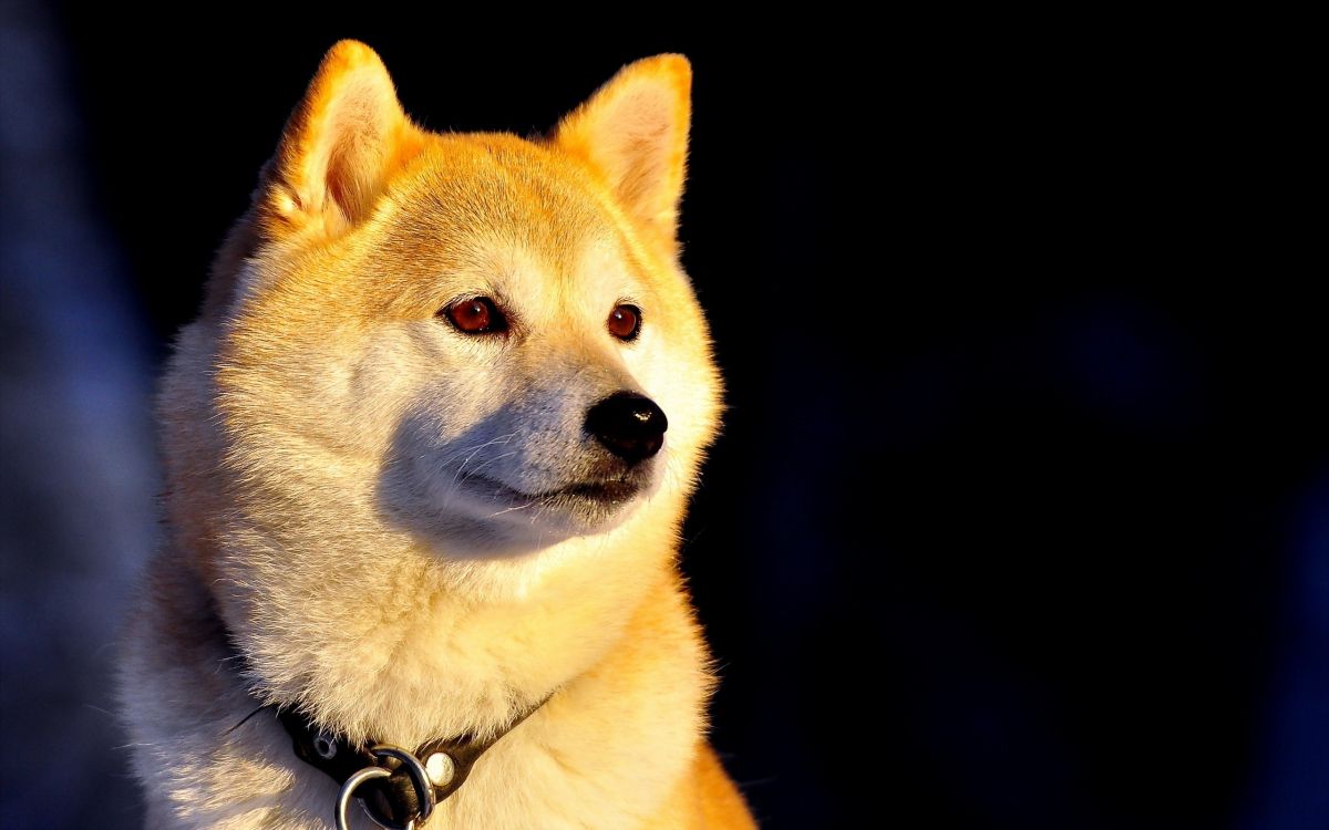 brown and white short coated dog