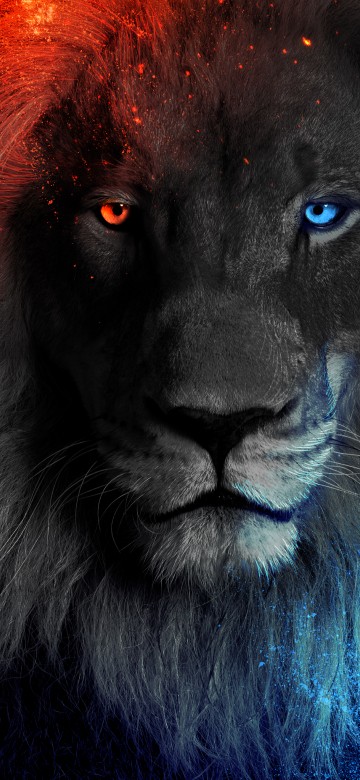猫科壁纸iphone X Xs 猫科高清图片 1125x2436 免费下载图片