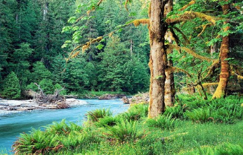 Image green trees beside river during daytime