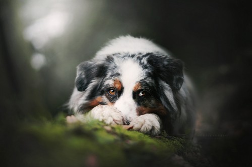 Image white black and brown long coated dog on green grass during daytime