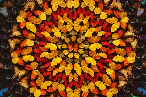 Image red and yellow flower petals