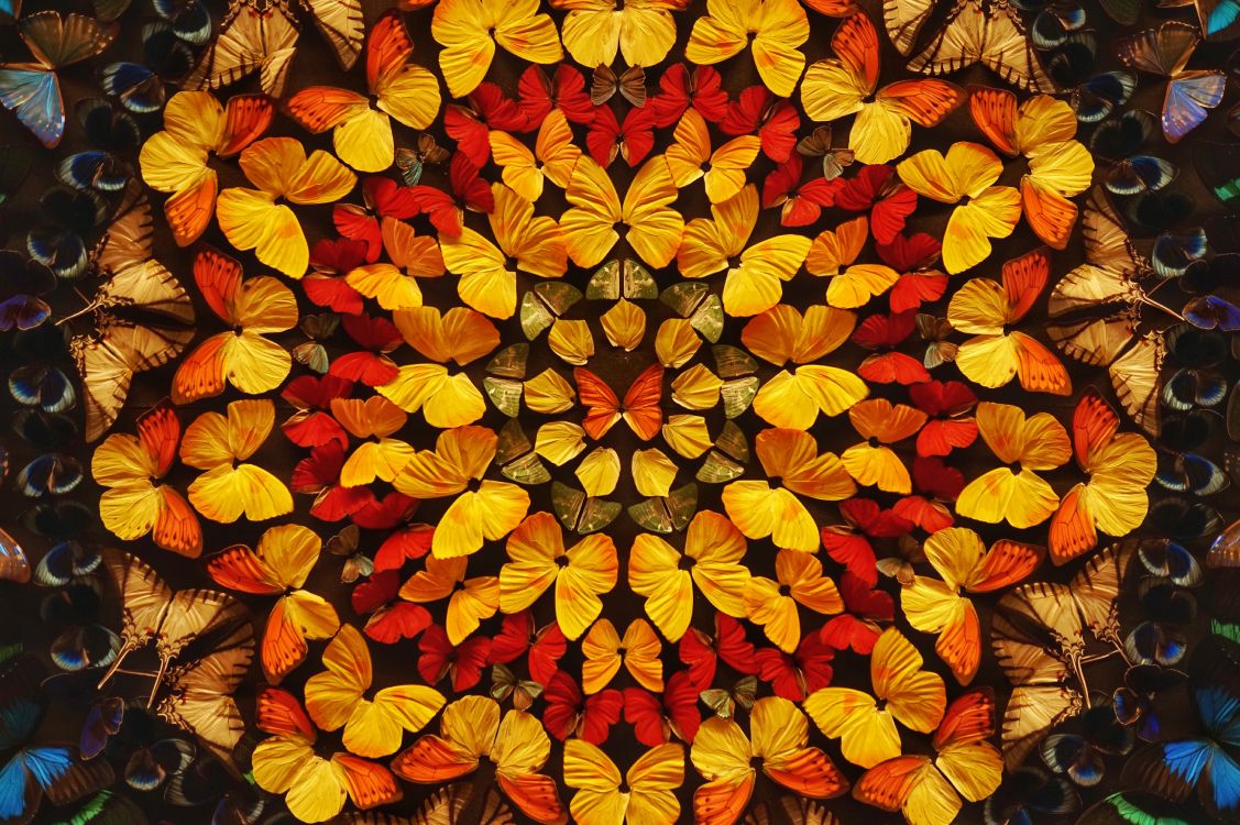 red and yellow flower petals