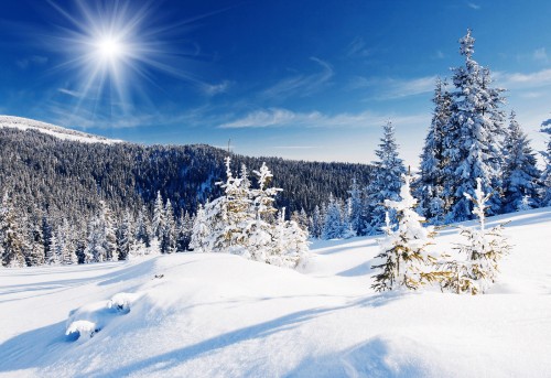 Image snow covered trees under blue sky during daytime