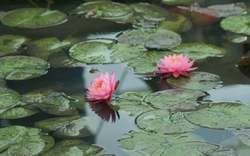 Image pink water lily on water