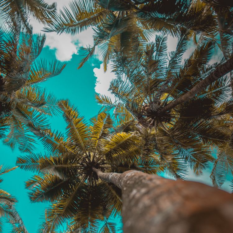 Árbol Verde y Marrón Durante el Día. Wallpaper in 3415x3415 Resolution