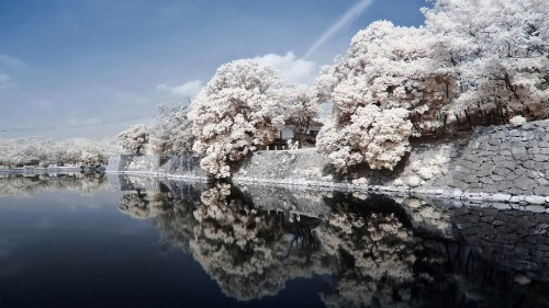 Image white cherry blossom near body of water during daytime