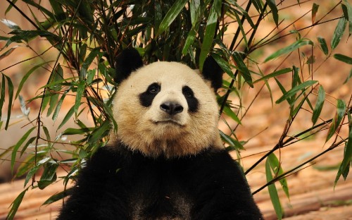 Image panda bear on brown tree branch during daytime