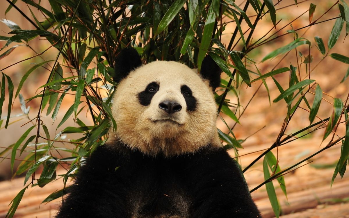 panda bear on brown tree branch during daytime