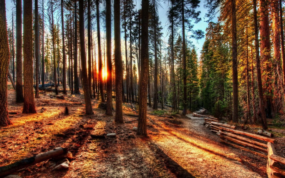 brown trees on brown soil during daytime