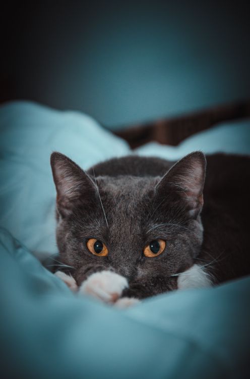 Schwarz-weiße Katze Auf Blaugrünem Textil. Wallpaper in 3002x4532 Resolution