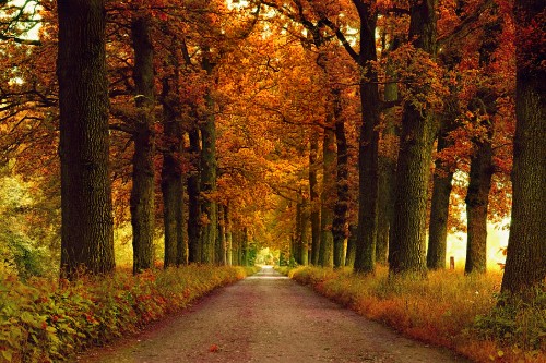 Image pathway between trees during daytime