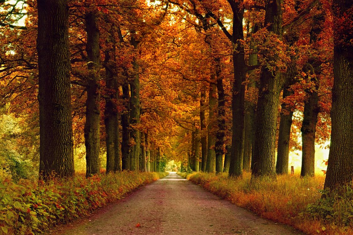 pathway between trees during daytime