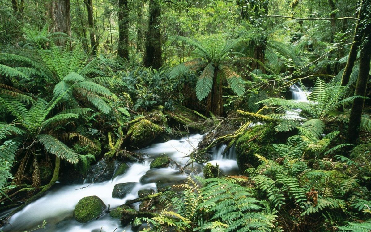 Grüne Bäume Und Fluss Tagsüber. Wallpaper in 2560x1600 Resolution