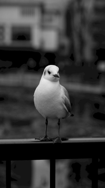Image white bird on black metal fence